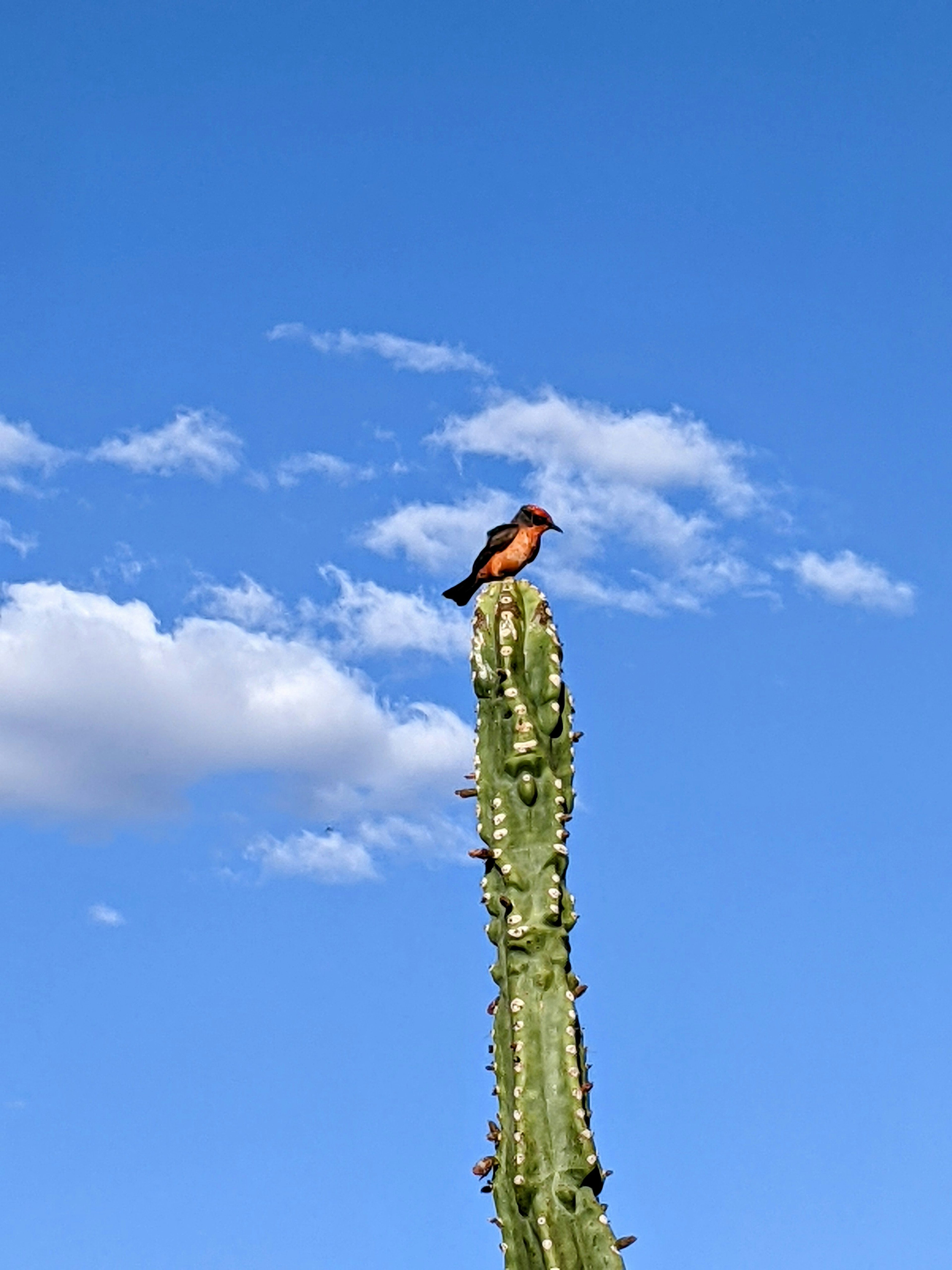 Cactus bird.