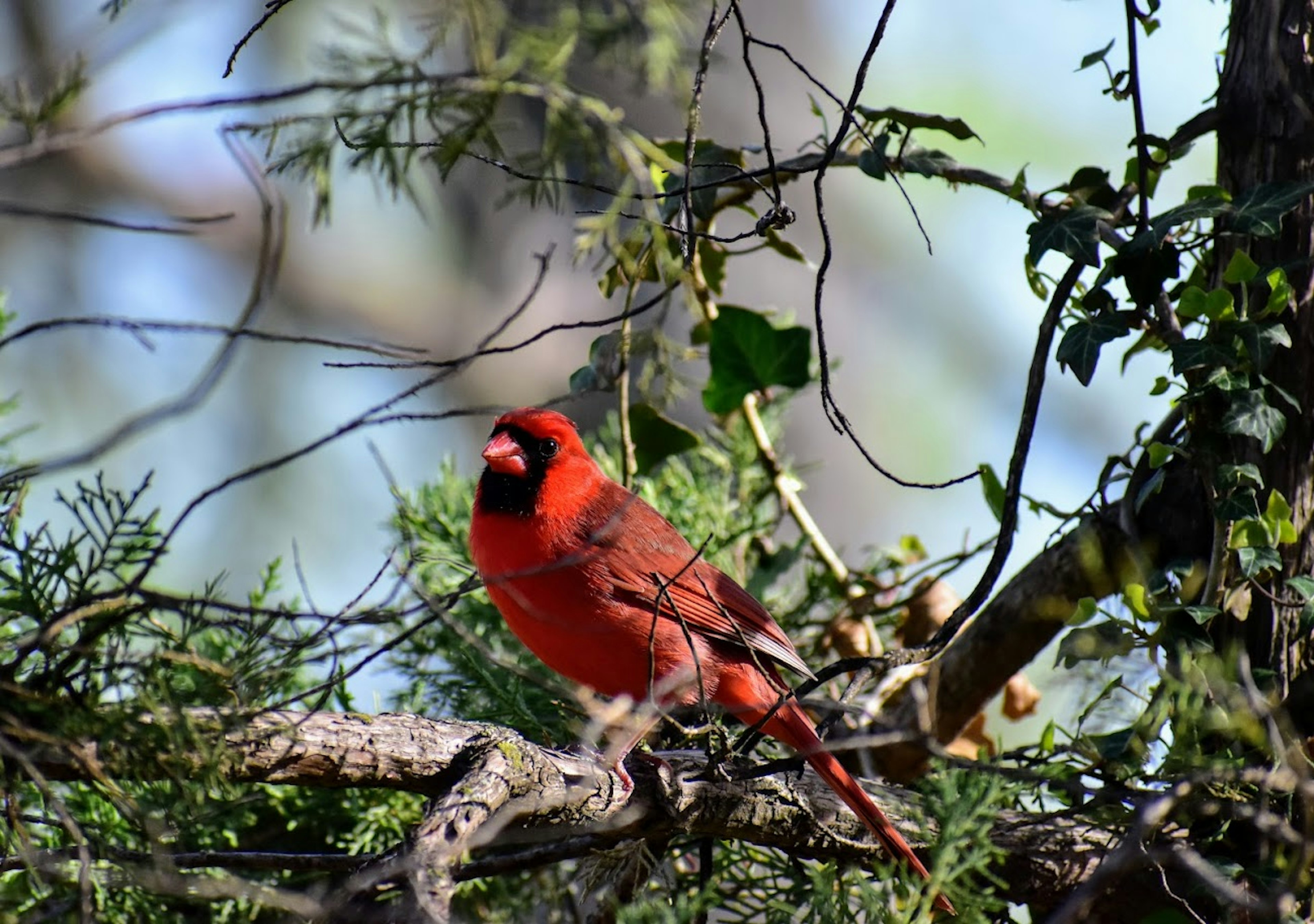 Cardinals are like The Arch of the bird world. "Hey, there's a Cardinal!" (If you are not from St. Louis ask someone from St. Louis about this joke)