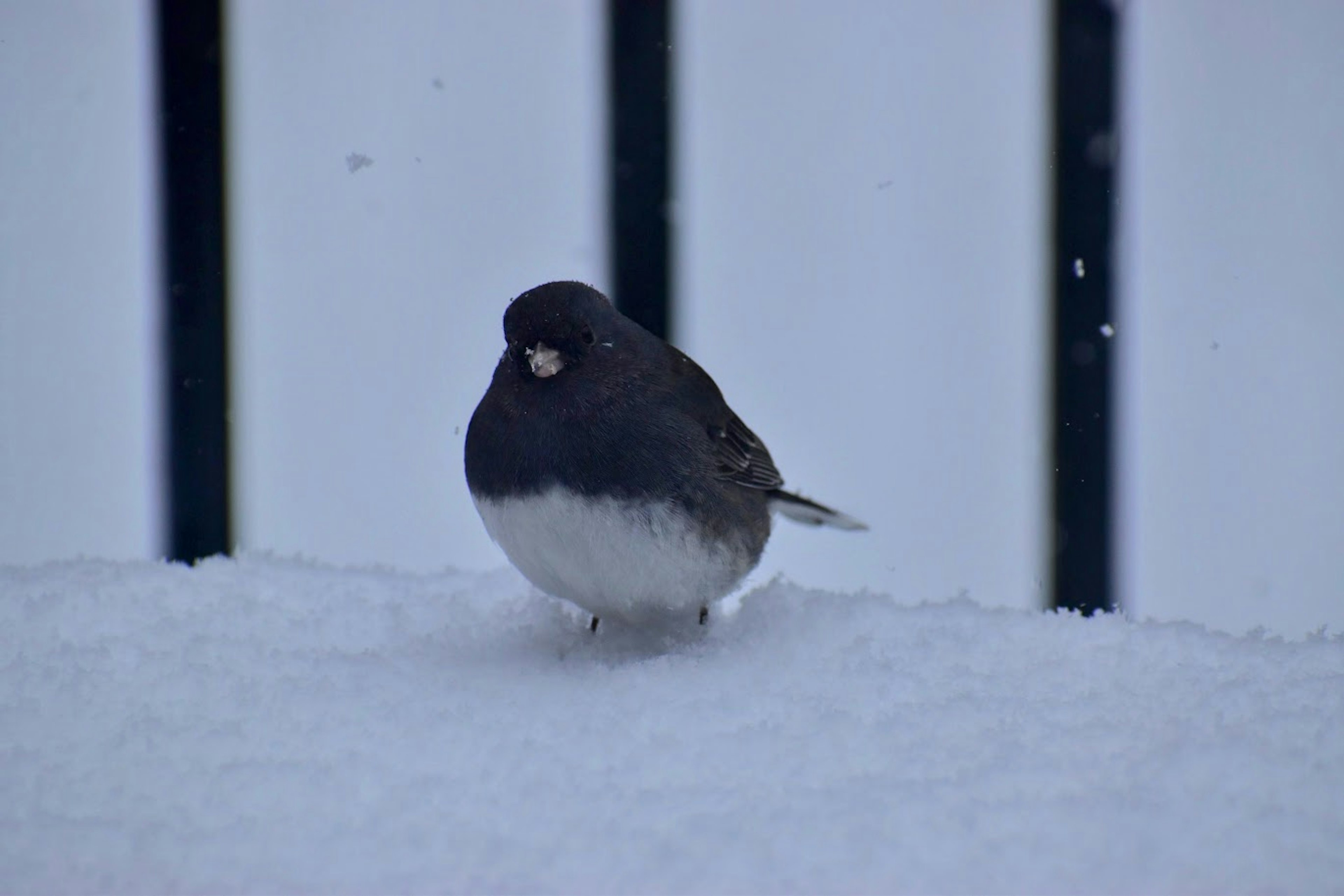 If a Junco wore jeans, it would wear JNCOs.