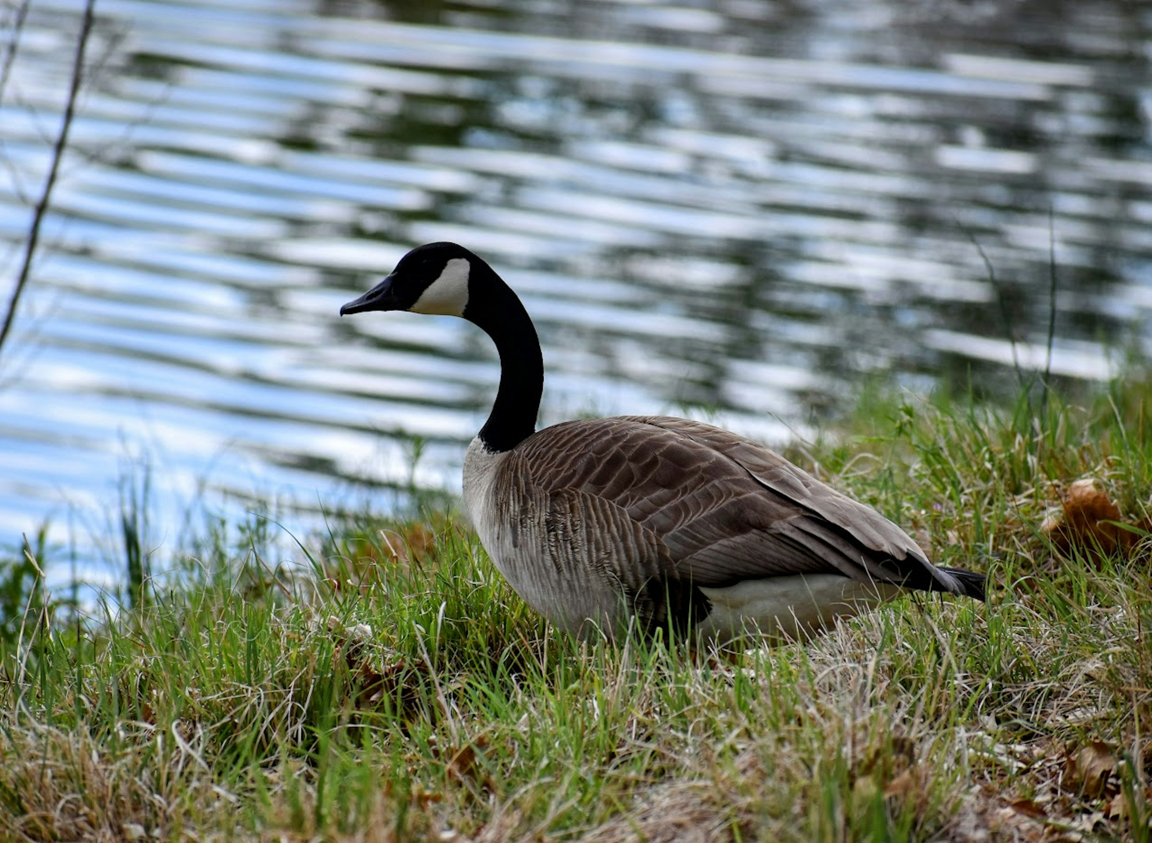 Anthony Edwards' RCAF counterpart. Also, it is "Canada Goose" not "Canadian Goose," look it up.