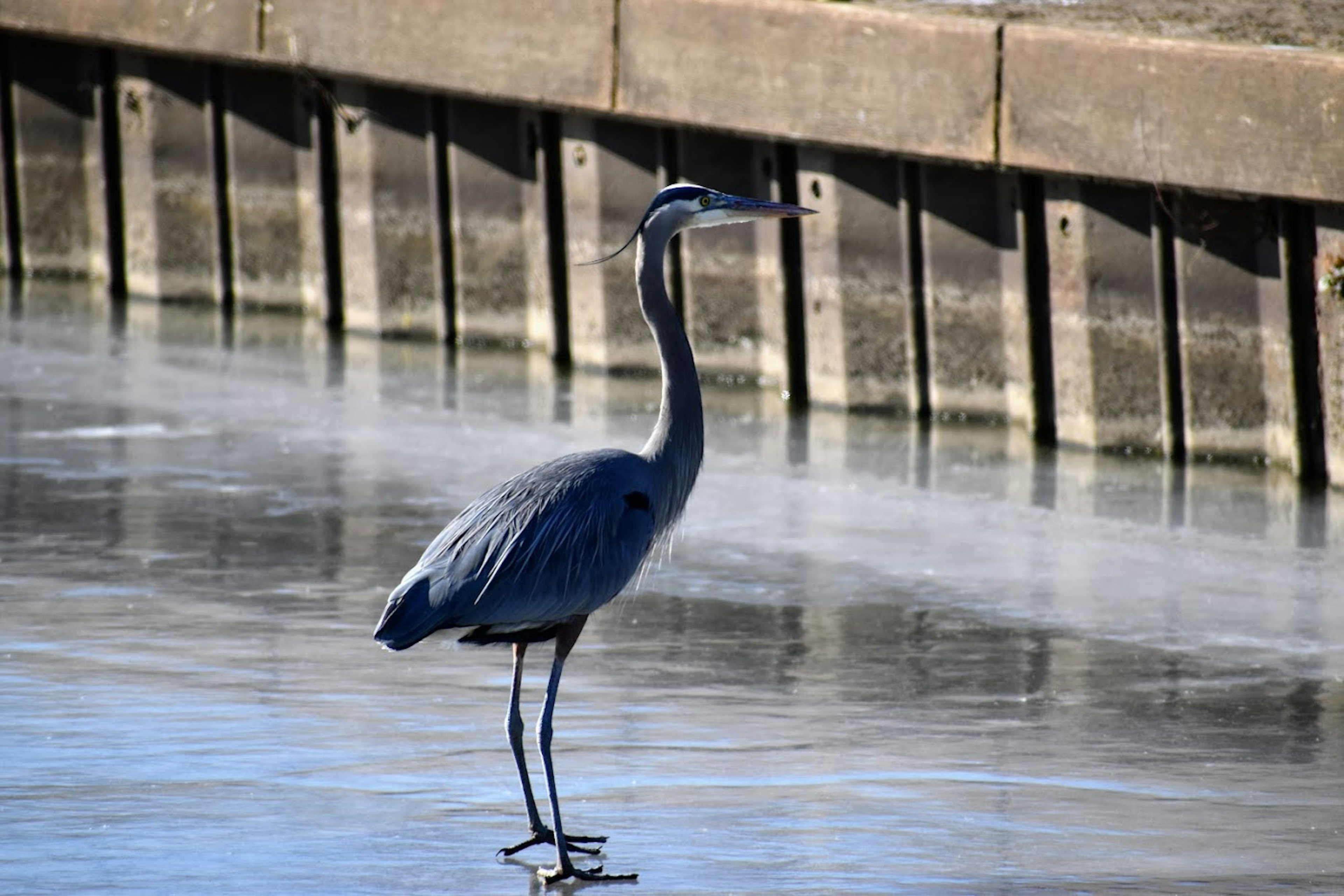 Blue. Great. AND a Heron.