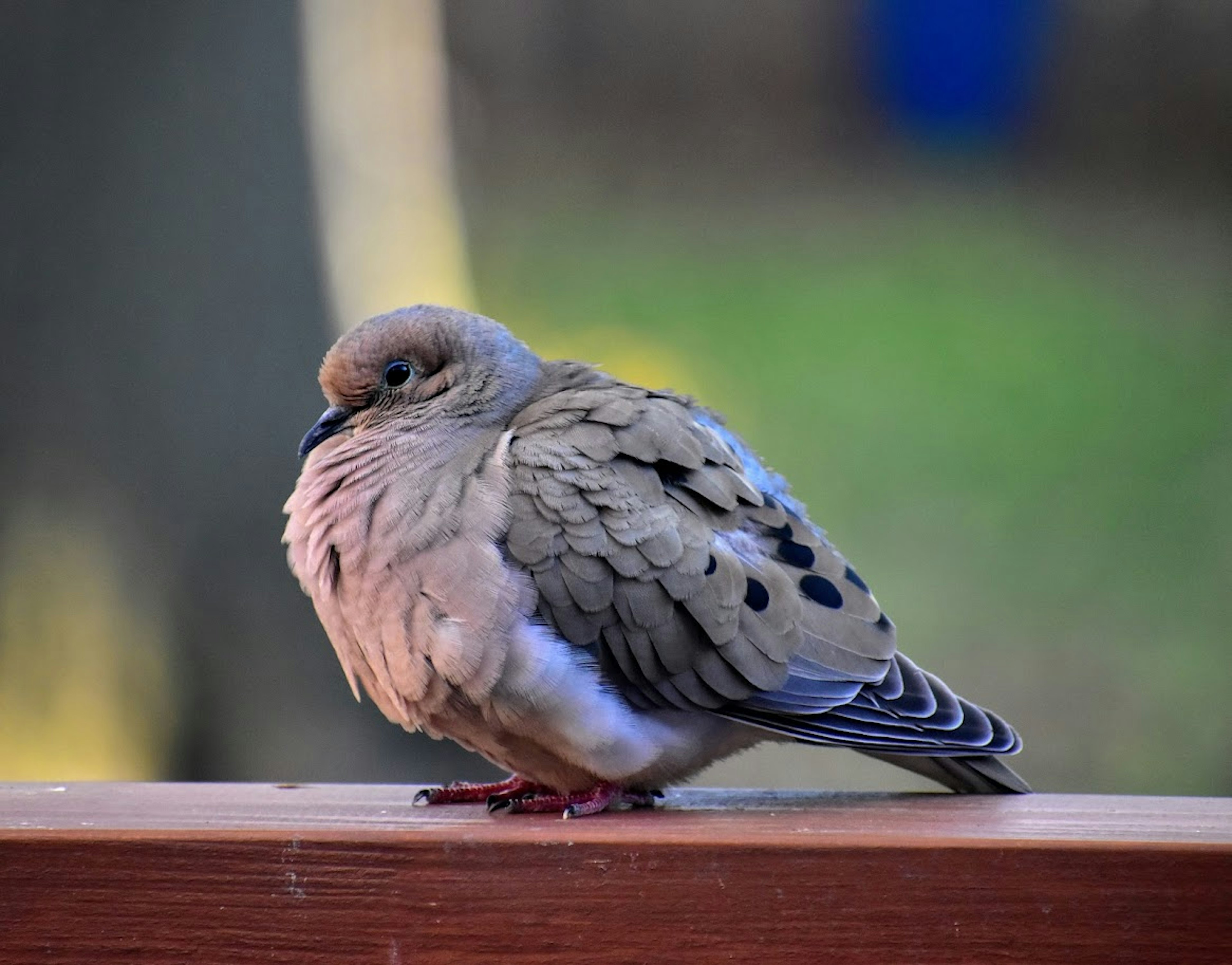 This is either a Mourning Dove or a softball with feathers and a tail. IDK.