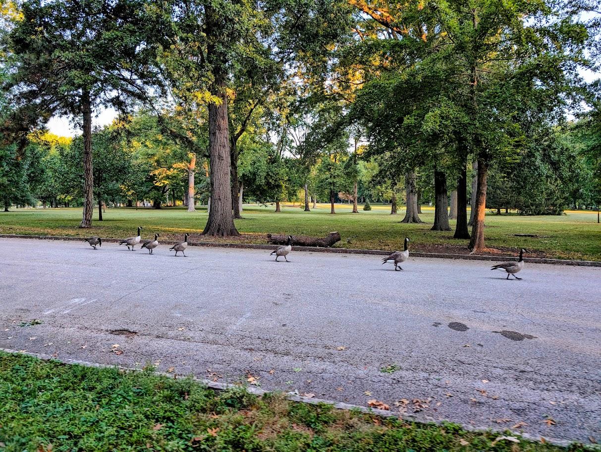 Geese